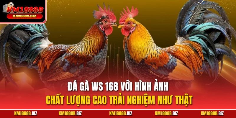 Đá gà WS 168 với hình ảnh chất lượng cao trải nghiệm như thật
